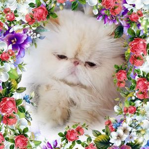 Meet your Posher, Sharon